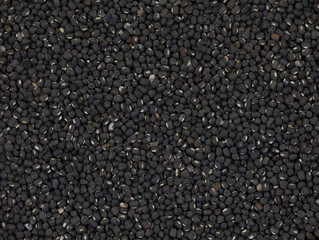 Group of Black Gram or Black Mung