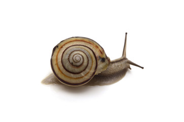 カタツムリ