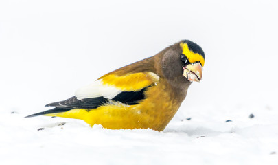 Male Evening Grosbeak.Bird Celebratig New Year by Minus Twenty Five Degrees Celsius