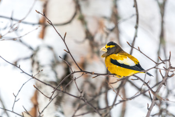 Male Evening Grosbeak.Bird Celebratig New Year by Minus Twenty Five Degrees Celsius
