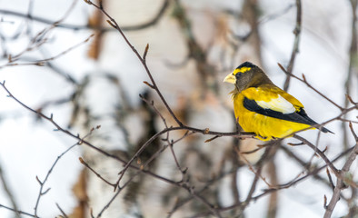 Obraz premium Male Evening Grosbeak.Bird Celebratig New Year by Minus Twenty Five Degrees Celsius