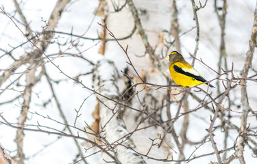Fototapeta premium Male Evening Grosbeak.Bird Celebratig New Year by Minus Twenty Five Degrees Celsius