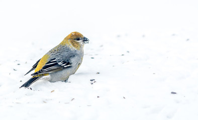 Female Evening Grosbeak.Bird Celebratig New Year by Minus Twenty Five Degrees Celsius
