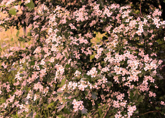 grass foliage photo detail