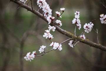 peach blossom