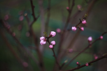 peach blossom