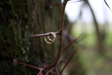 wedding rings on the thorns of acacia