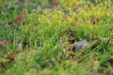 朝露　morning dew