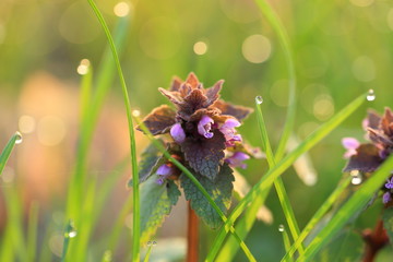 ヒメオドリコソウと朝露　Red Deadnettle & morning dew	