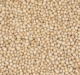 Group of Black Eyed Peas Also Know as Chawli or Chawala