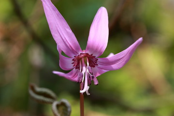 カタクリ　Dogtooth Violet	