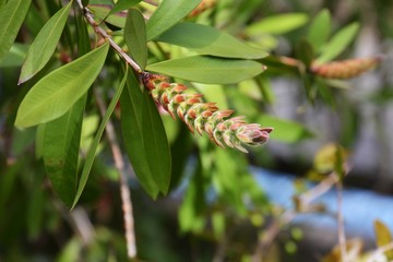 Bottlebrush buds