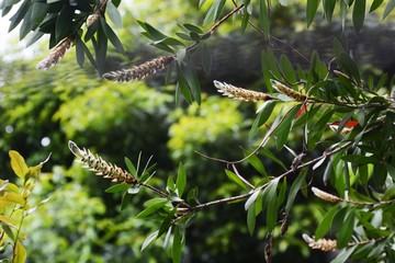 Bottlebrush buds