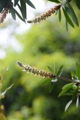 Bottlebrush buds