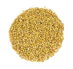 Heap of Dried Coriander Seeds or Dhaniya isolated on White Background