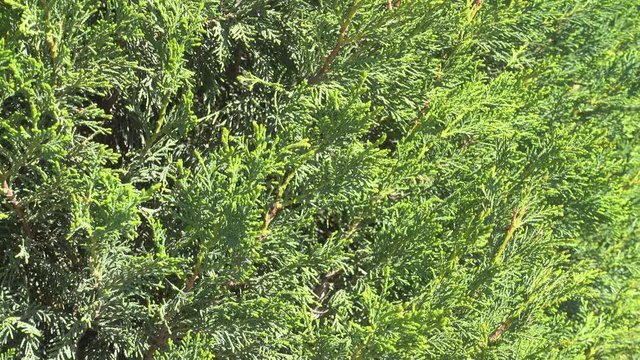 Floral background, arborvitae branch with fresh green needle.