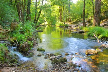  A small waterfall in the middle of a green dense forest running into a small river