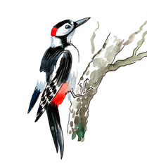Watercolor illustration of a woodpecker bird - obrazy, fototapety, plakaty