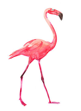 Watercolor sketch of a beautiful flamingo bird