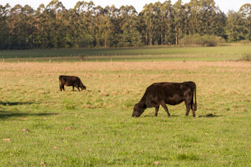 Naklejka na ściany i meble cows grazing in the green Argentine countryside