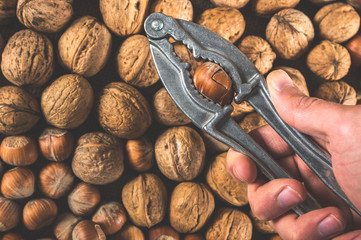 Cracking the hazelnut using nut cracker in man hand