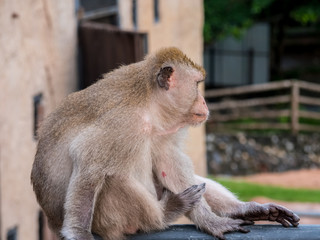 Thai monkey (Macaque) in the cityclose up, Lopburi, Thailand.
