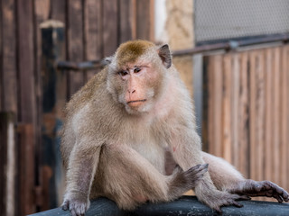 Thai monkey (Macaque) in the cityclose up, Lopburi, Thailand.