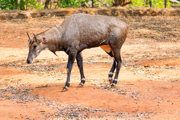 Awesome close view of Nilgai deer at Indian national park, Visakhapatnam in sunny day.