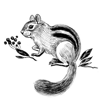 Chipmunk with berries. Ink black and white illustration