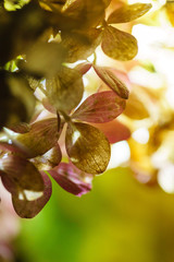 hydrangea flowers closeup