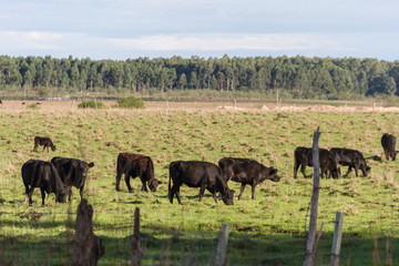 cows grazing in the green Argentine countryside