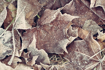 frozen autumn leaves