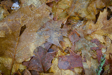 frozen autumn leaves