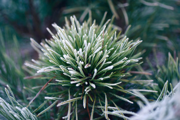 Naklejka na ściany i meble frosty pine branch