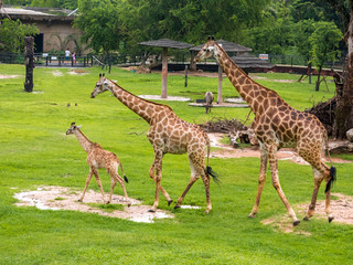 Three giraffe family in the zoo green grass background with friends in Thailand Asia.
