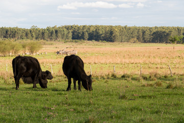 cows grazing in the green Argentine countryside