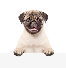 Obraz premium Pug puppy peeking above white board. isolated on white background