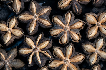 Macro of sacha inchi