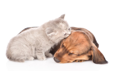 Kitten kissing sleeping dachshund puppy.  isolated on white background