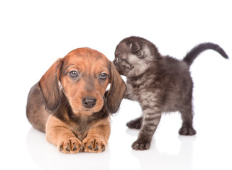 dachshund puppy playing with kitten.  isolated on white background