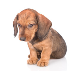 Sad dachshund puppy. isolated on white background