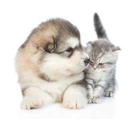 Alaskan malamute puppy and tabby kitten. isolated on white background