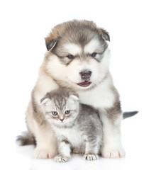 Alaskan malamute puppy embracing  a kitten end looking at camera.  isolated on white background
