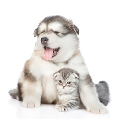 Puppy hugging a kitten.  isolated on white background