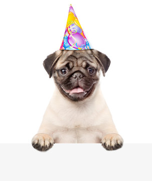 Pug puppy with birthday hat above white board. isolated on white background