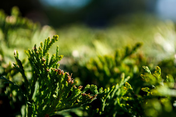 Green plant on a Dim background