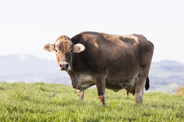A large beautiful older cow of the breed Swiss Brown Cattle stands on a spring morning in a meadow in the foothills of Switzerland - 205605819