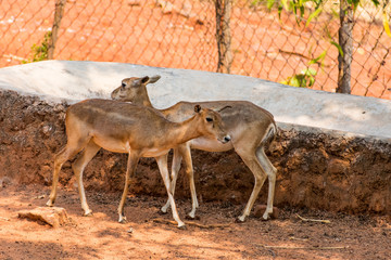 Barking Deer deer kids couple  close view at zoo standing on sunny day  in national park.
