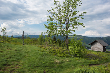 nature reserve black forest germany, top of Blößling 1309m near Bernau.