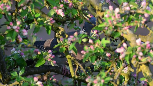 Woodpigeon sit in the apple tree, spring, (columba palumbus)